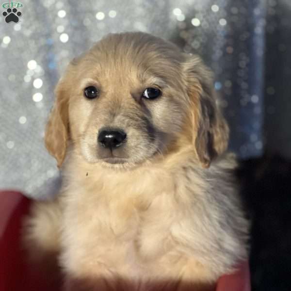 Rachel, Golden Retriever Puppy